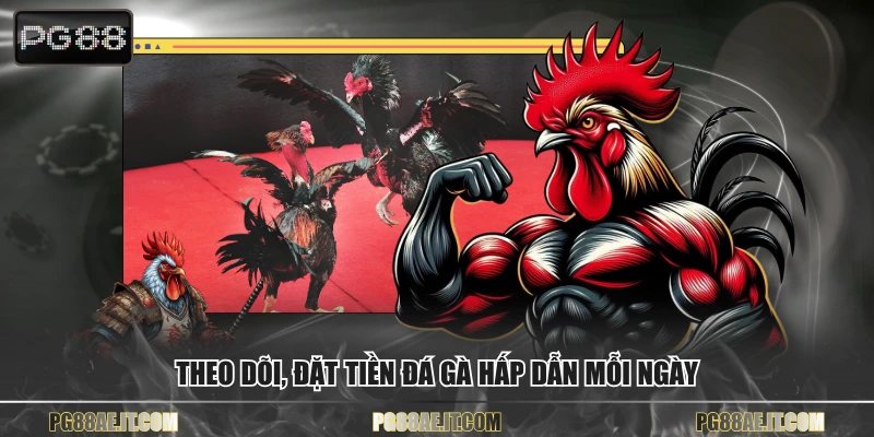 Theo dõi, đặt tiền đá gà hấp dẫn mỗi ngày